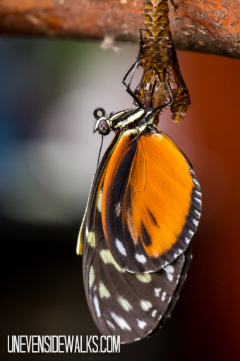 Butterfly Hatching from Cocoon
